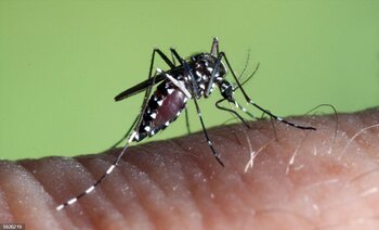 Sanidad estudia si el mosquito tigre ha llegado a Castilla y L