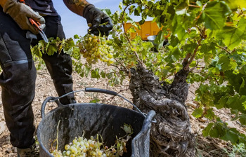 La Junta deja en suspenso la incorporación de godello en Rueda