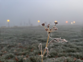 Mañana de niebla y cencellada en Valladolid