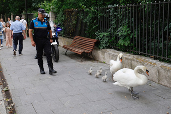 El Ayuntamiento denuncia la desaparición de los cisnes