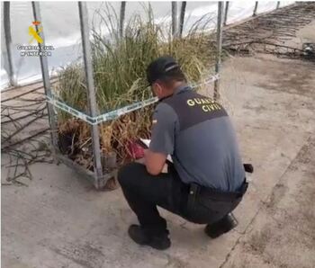 La Guardia Civil interviene 19 plantas invasoras en un vivero