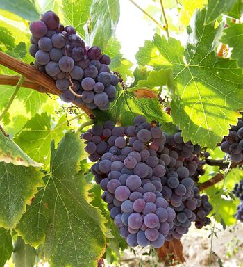 La meca de la garnacha tintorera