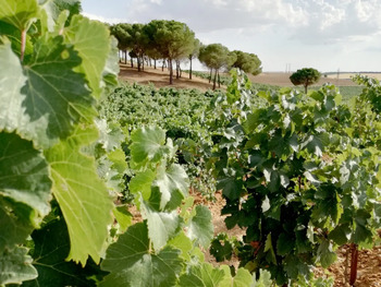 La Diputación de León carga contra el uso de godello en Rueda