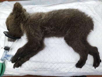 Recuperado un osezno en Barniedo de la Reina (León)