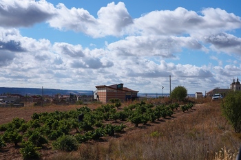 La DO Cigales prevé una reducción de la cosecha de un 25%