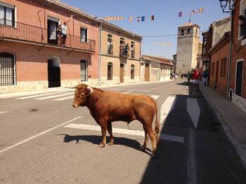 El toro comunero protagonista en Villalar