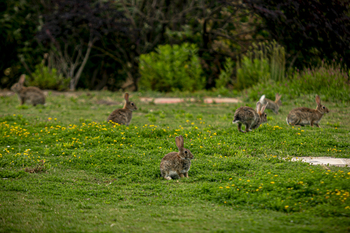 El Ayuntamiento caza unos 10.000 conejos con hurones al año