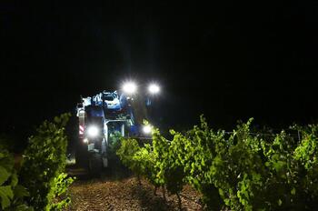 Comienza la vendimia en la D.O Rueda de la uva sauvignon blanc