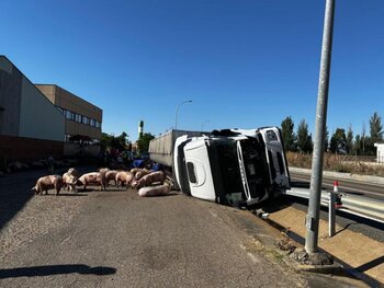 Vuelca un camión de cerdos en la N-610 en Villalón