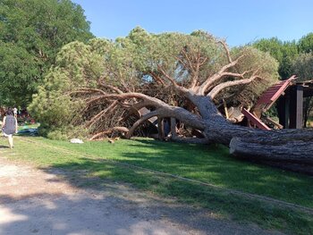 Susto en Pedrajas al caer un árbol en una zona recreativa