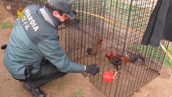 Localizado un criadero ilegal de gallos en Tudela de Duero