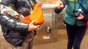 Investigan a un propietario de los gallos virales por maltrato